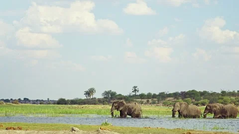 Elephants in Botswana Stock-Footage 272206585