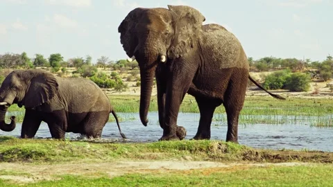 Elephants in Botswana Video stock 272207993