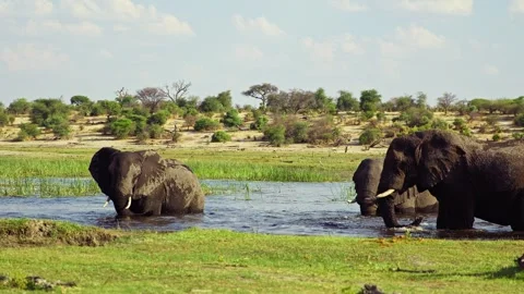 Elephants in Botswana Видео 272208284