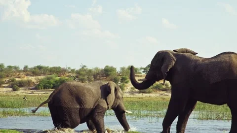 Elephants in Botswana Video stock 272208432