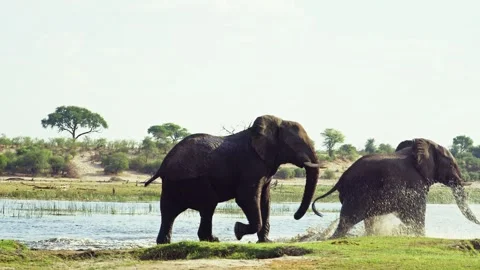 Elephants in Botswana Stock Footage 272208926