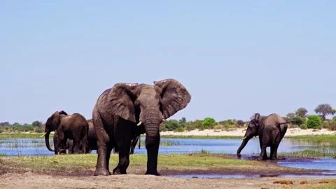 Elephants in Botswana Stock Footage 272209516