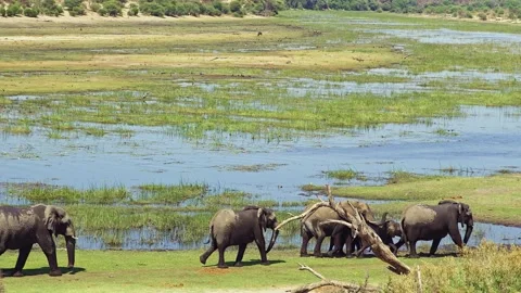 Elephants in Botswana Stock Footage 272209696