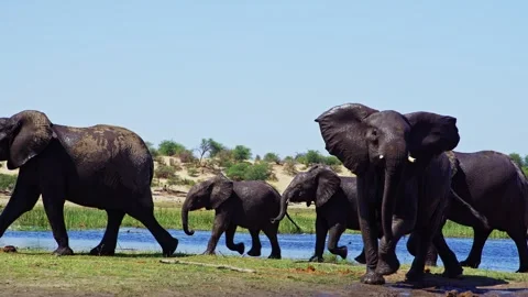 Elephants in Botswana Stock Footage 272210065