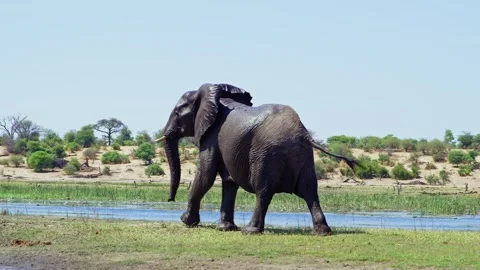Elephants in Botswana Stock Footage 272210335
