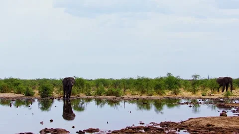 Elephants in Botswana Stock Footage 272211655