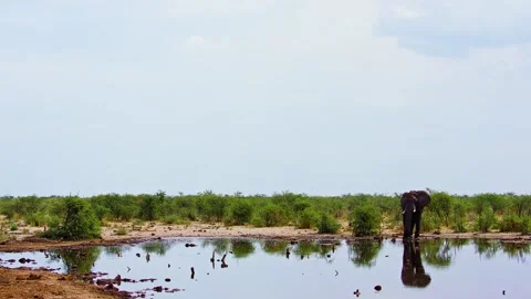 Elephants in Botswana Stock Footage 272212111