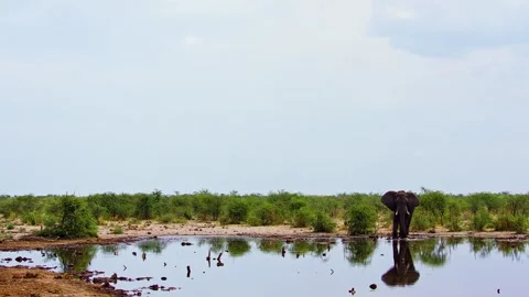 Elephants in Botswana Video stock 272212453