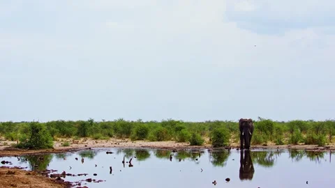 Elephants in Botswana Video stock 272212786