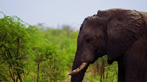 Elephants in Botswana Stock Footage 272213153