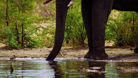 Elephants in Botswana Stock Footage 272213965