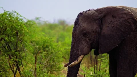 Elephants in Botswana Stock Footage 272214641