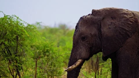 Elephants in Botswana Stock Footage 272215257