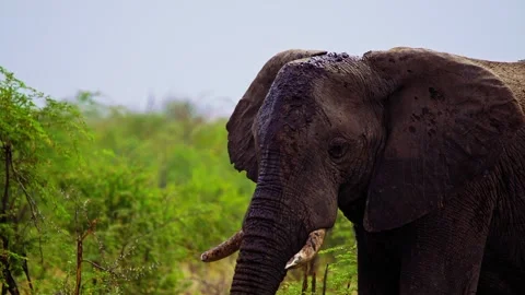 Elephants in Botswana Stock Footage 272216278