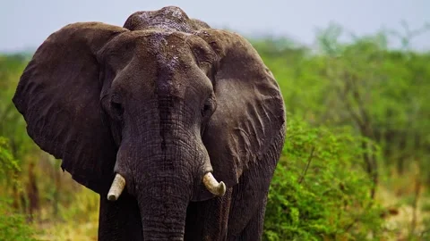 Elephants in Botswana Stock Footage 272217710