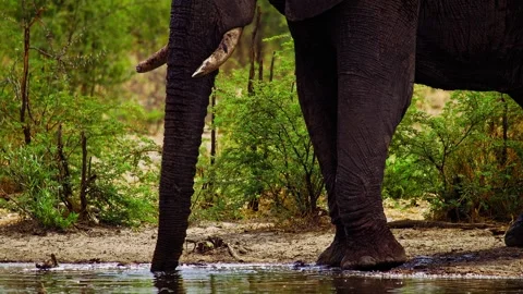 Elephants in Botswana Video stock 272217808
