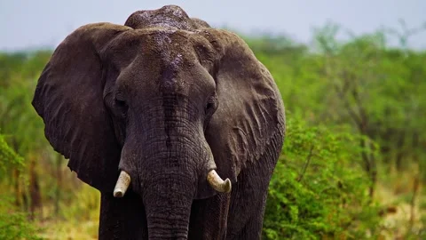 Elephants in Botswana Stock Footage 272218536