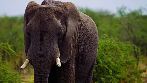Elephants in Botswana Stock Footage 272219275