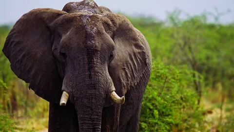 Elephants in Botswana Video stock 272219293