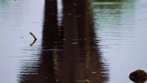 Elephants in Botswana Video stock 272221252