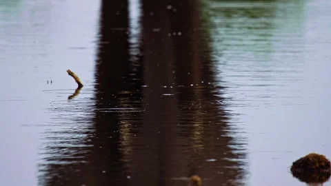 Elephants in Botswana Video stock 272221691