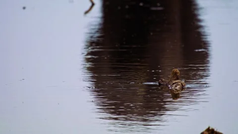 Elephants in Botswana Stock Footage 272223849