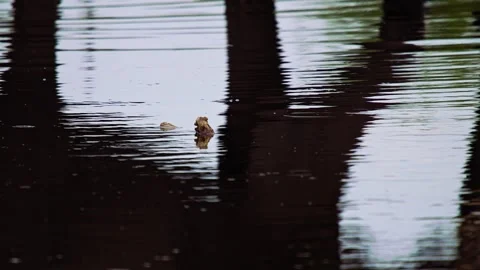 Elephants in Botswana Video stock 272226577