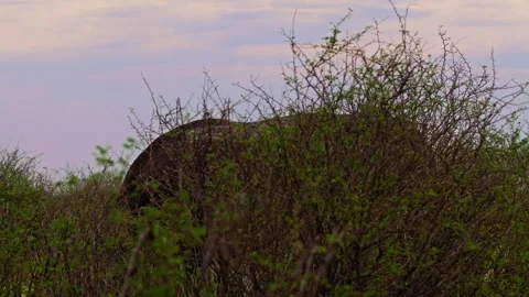 Elephants in Botswana Stock Footage 272228148