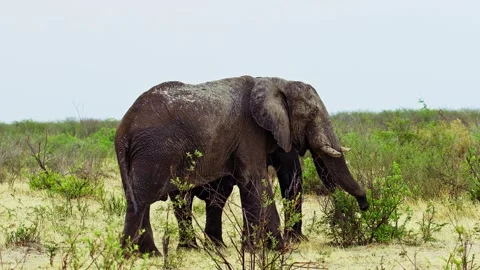 Elephants in Botswana Stock Footage 272232020