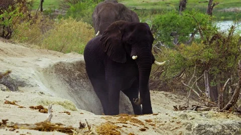 Elephants in Botswana Видео 272233804