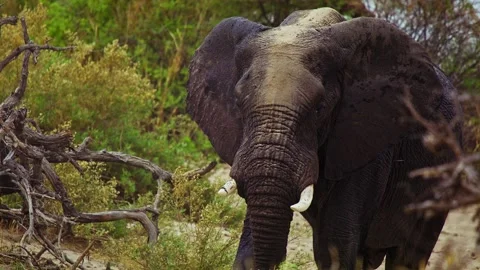 Elephants in Botswana Stock Footage 272239555