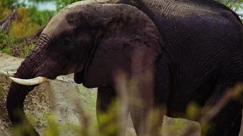 Elephants in Botswana Stock Footage 272243835