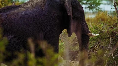 Elephants in Botswana Stock Footage 272244978