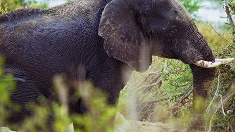 Elephants in Botswana Video stock 272246073