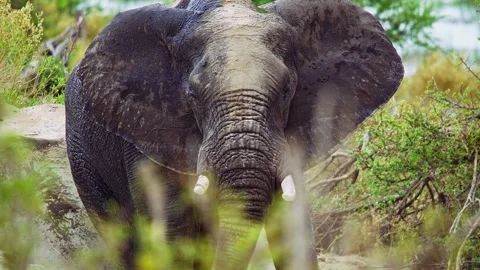 Elephants in Botswana Stock Footage 272258210