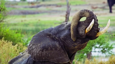 Elephants in Botswana Stock Footage 272260930