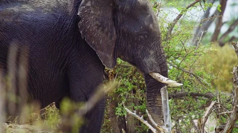 Elephants in Botswana Stock Footage 272271036