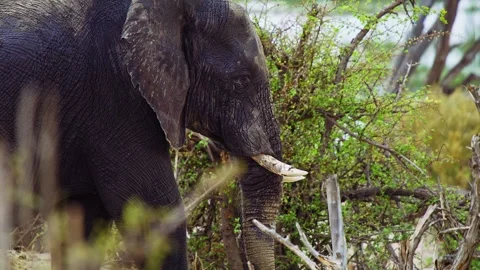 Elephants in Botswana Video stock 272272675