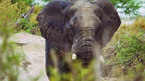 Elephants in Botswana Video stock 272273329