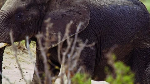 Elephants in Botswana Видео 272274230