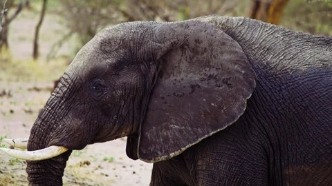 Elephants in Botswana Stock Footage 272274412