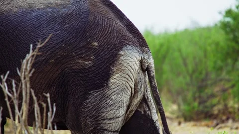 Elephants in Botswana Stock Footage 272276807