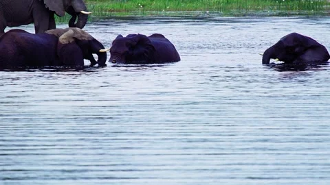 Elephants in Botswana Stock Footage 272278020