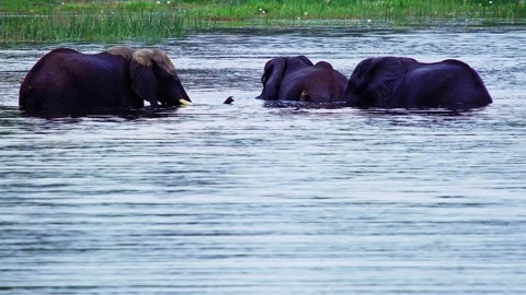Elephants in Botswana Stock-Footage 272279624