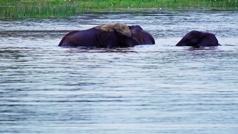Elephants in Botswana Stock Footage 272279790