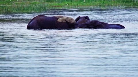 Elephants in Botswana Stock Footage 272280157