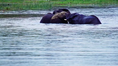 Elephants in Botswana Stock Footage 272280955