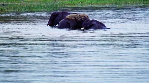 Elephants in Botswana Stock Footage 272281111