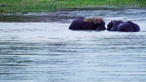 Elephants in Botswana Stock Footage 272281854