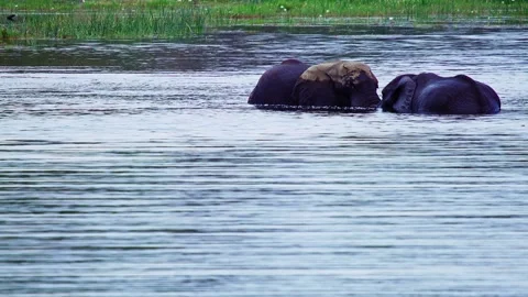 Elephants in Botswana Stock Footage 272281855